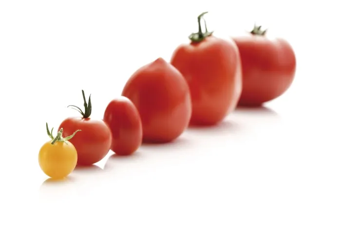 Stampa con cornice : Tipi diversi di pomodoro.
