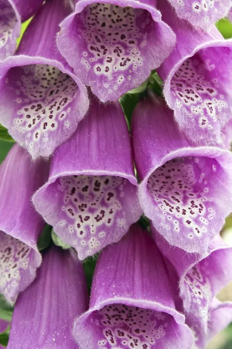 Stampa con cornice : Digitalis