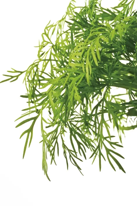 Stampa con cornice : Dill Stampa con cornice : Dill