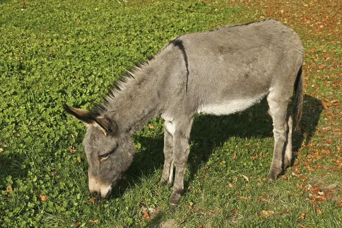 Stampa con cornice : Donkey Stampa con cornice : Donkey