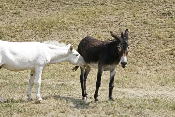 Stampa con cornice : Donkey Stampa con cornice : Donkey