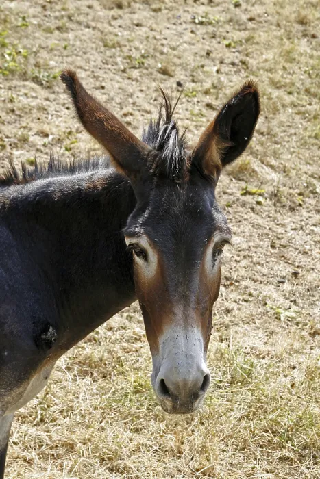 Stampa con cornice : Donkey Stampa con cornice : Donkey