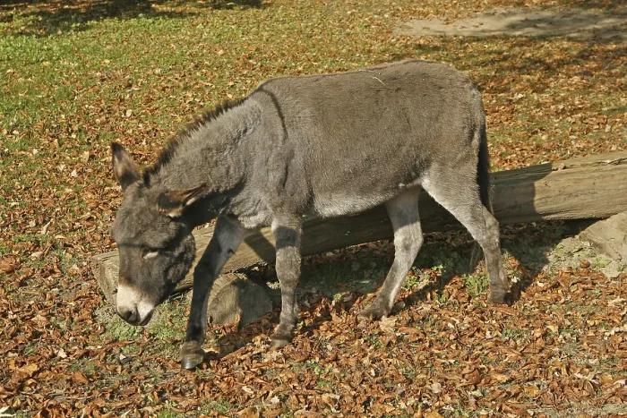 Stampa con cornice : Donkey