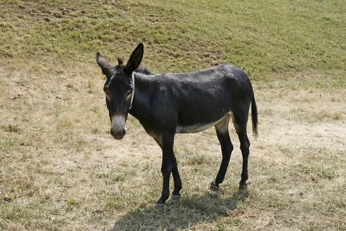 Stampa con cornice : Donkey Stampa con cornice : Donkey