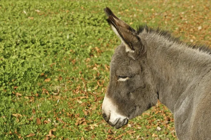 Stampa con cornice : Donkey Stampa con cornice : Donkey