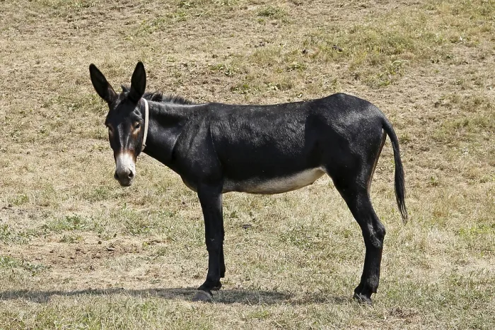 Stampa con cornice : Donkey