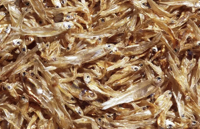 Stampa con cornice : Pescato secco Stampa con cornice : Pescato secco