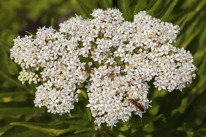 Stampa con cornice : Sambuco nano (Sambucus ebulus) Stampa con cornice : Sambuco nano (Sambucus ebulus)