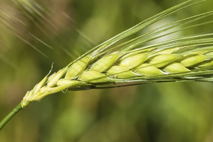 Stampa con cornice : Orecchio di grano con chicchi.
