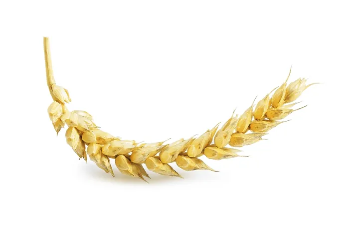 Stampa con cornice : Orecchio di grano isolato. Stampa con cornice : Orecchio di grano isolato.