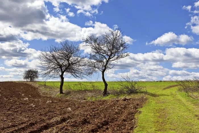Stampa con cornice : Primavera precoce
