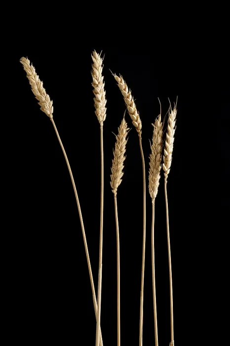 Stampa con cornice : Orecchie di grano Stampa con cornice : Orecchie di grano