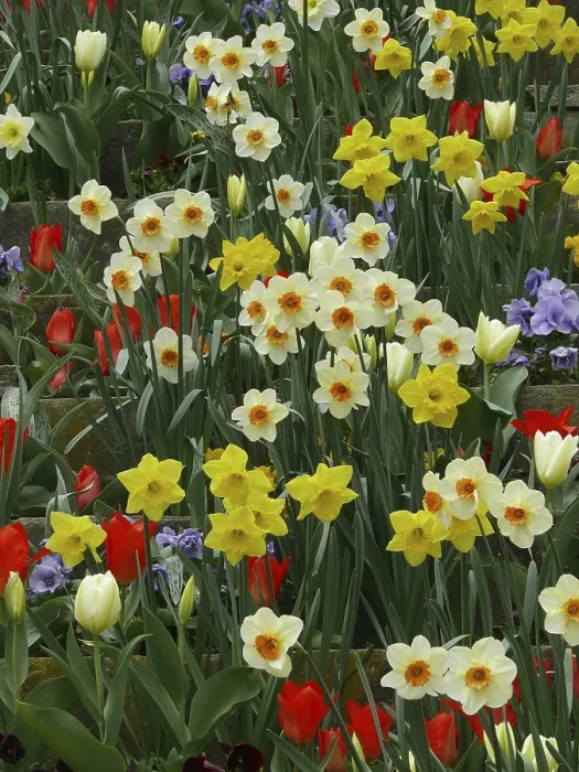 Stampa con cornice : Campane di Pasqua Stampa con cornice : Campane di Pasqua