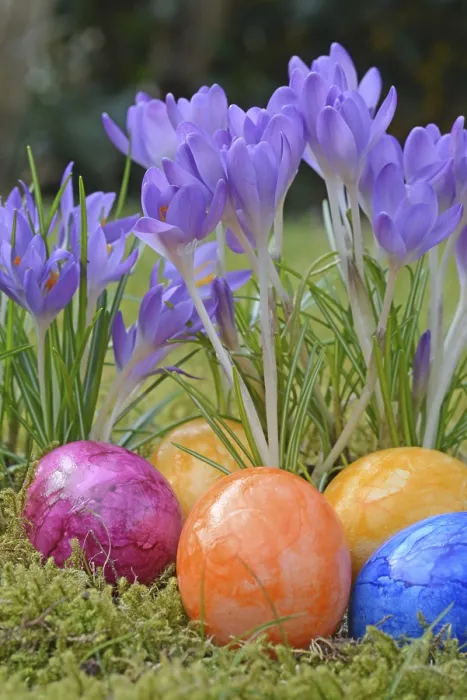 Stampa con cornice : Uova di Pasqua e croco. Stampa con cornice : Uova di Pasqua e croco.
