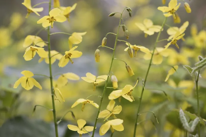 Stampa con cornice : Epimedium perralchicum Stampa con cornice : Epimedium perralchicum