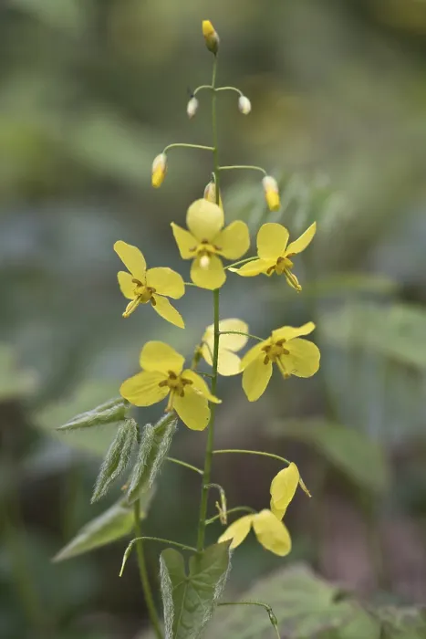 Stampa con cornice : Epimedium perralchicum