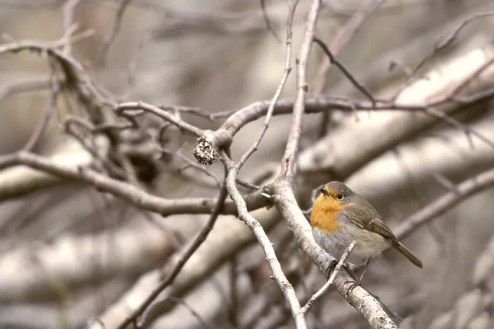 Stampa con cornice : Il pettirosso (Erithacus rubecula)