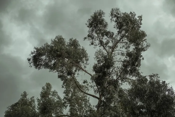 Stampa con cornice : Alberi di eucalipto (Eucalyptus globulus) Stampa con cornice : Alberi di eucalipto (Eucalyptus globulus)
