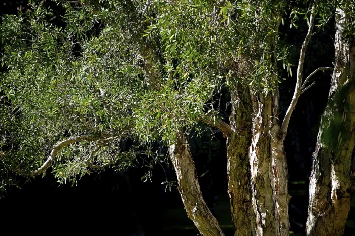 Stampa con cornice : Eucalipti (Eucalyptus), Eucalyptus. Stampa con cornice : Eucalipti (Eucalyptus), Eucalyptus.