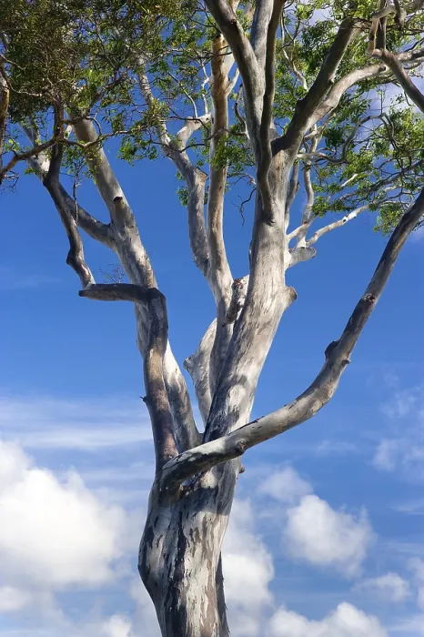 Stampa con cornice : Eucalipti (Eucalyptus), albero. Stampa con cornice : Eucalipti (Eucalyptus), albero.