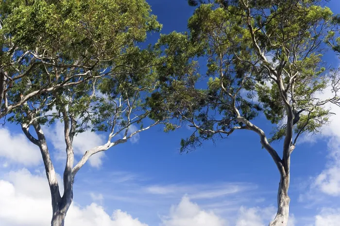 Stampa con cornice : Eucalipti (Eucalyptus), albero.