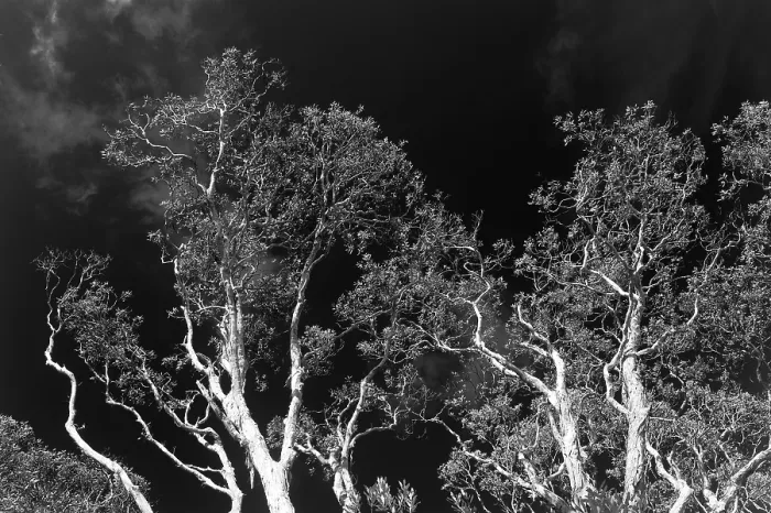 Stampa con cornice : Eucalipti (Eucalyptus), albero.