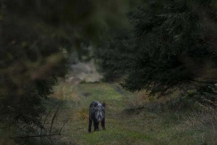 Stampa con cornice : Nella luce della sera finale. Stampa con cornice : Nella luce della sera finale.
