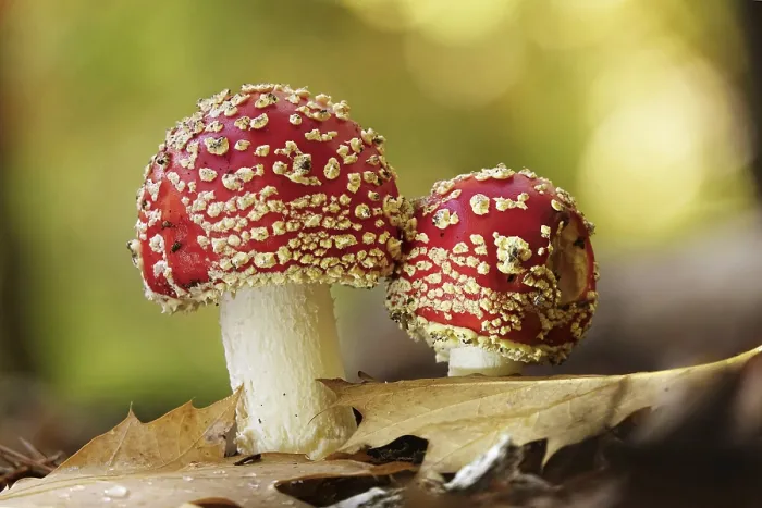 Stampa con cornice : Funghi da fiaba nella foresta. Stampa con cornice : Funghi da fiaba nella foresta.