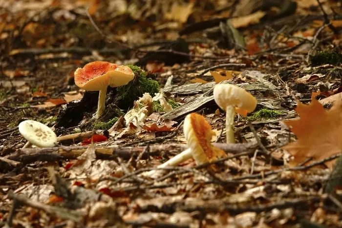 Stampa con cornice : Funghi da fiaba nella foresta. Stampa con cornice : Funghi da fiaba nella foresta.