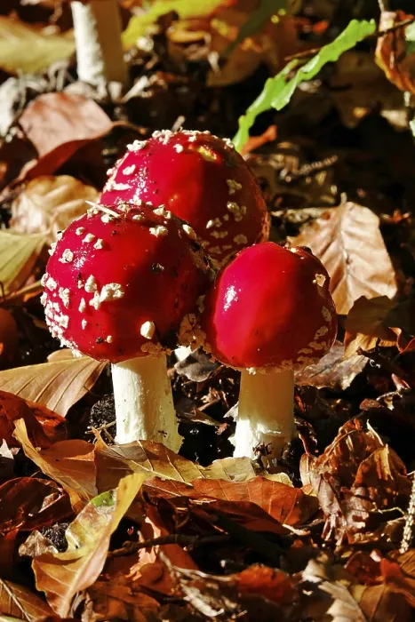 Stampa con cornice : Funghi da fiaba nella foresta.