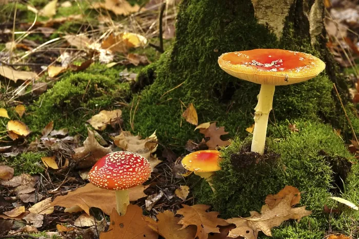 Stampa con cornice : Funghi da fiaba nella foresta. Stampa con cornice : Funghi da fiaba nella foresta.