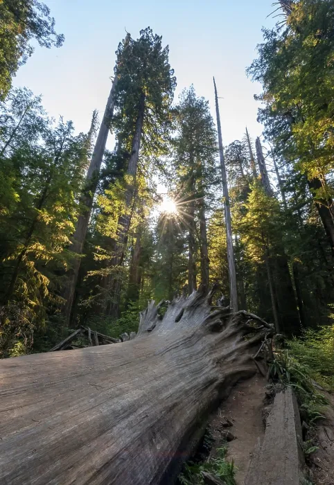 Stampa con cornice : Sequoia caduta (Sequoia sempervirens)