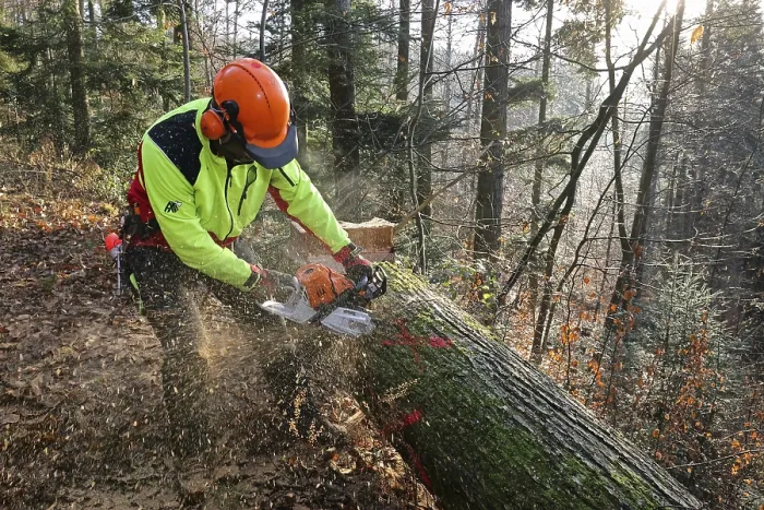 Stampa con cornice : Abbattere un albero. Stampa con cornice : Abbattere un albero.