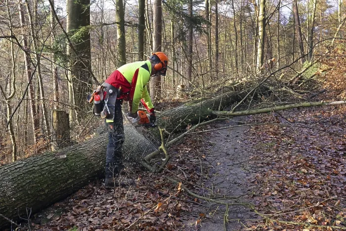 Stampa con cornice : Abbattere un albero. Stampa con cornice : Abbattere un albero.