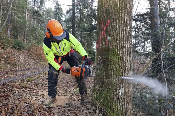 Stampa con cornice : Abbattere un albero. Stampa con cornice : Abbattere un albero.