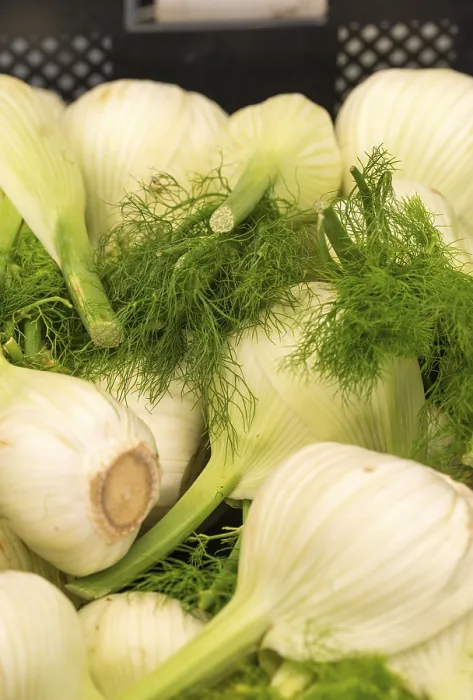 Stampa con cornice : Fennel