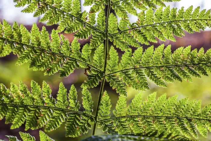 Stampa con cornice : Fern Stampa con cornice : Fern