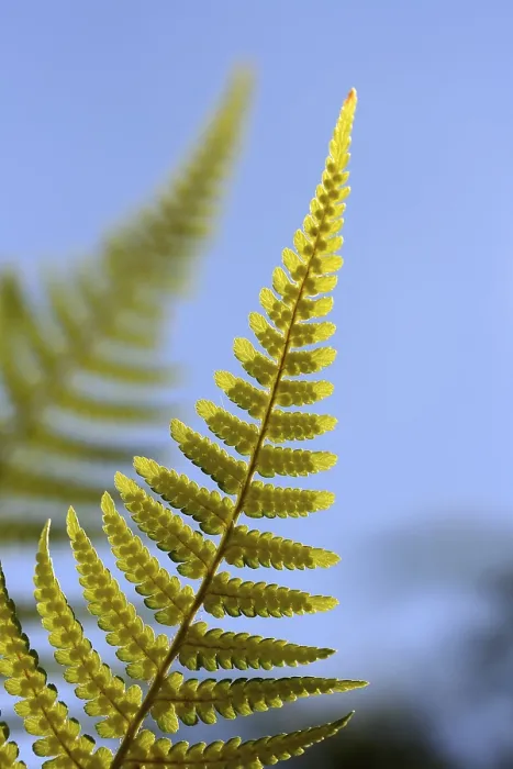 Stampa con cornice : Fern