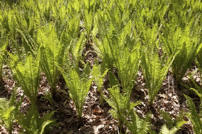 Stampa con cornice : Ferns, Germania Stampa con cornice : Ferns, Germania