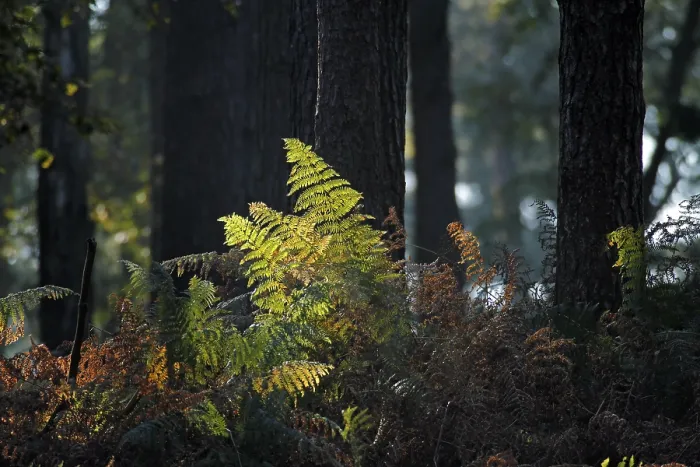 Stampa con cornice : Ferns contro la luce. Stampa con cornice : Ferns contro la luce.