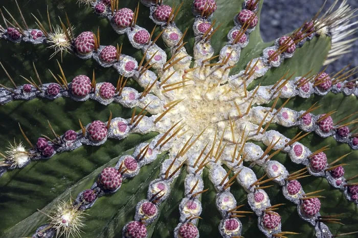 Stampa con cornice : Ferocactus histrix Stampa con cornice : Ferocactus histrix