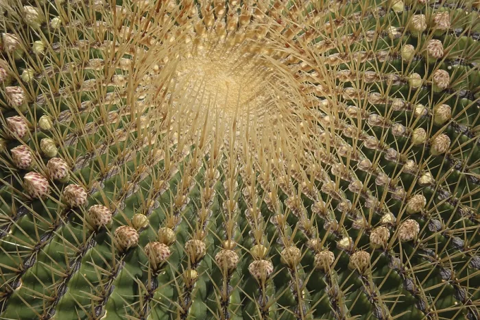 Stampa con cornice : Ferocactus histrix Stampa con cornice : Ferocactus histrix