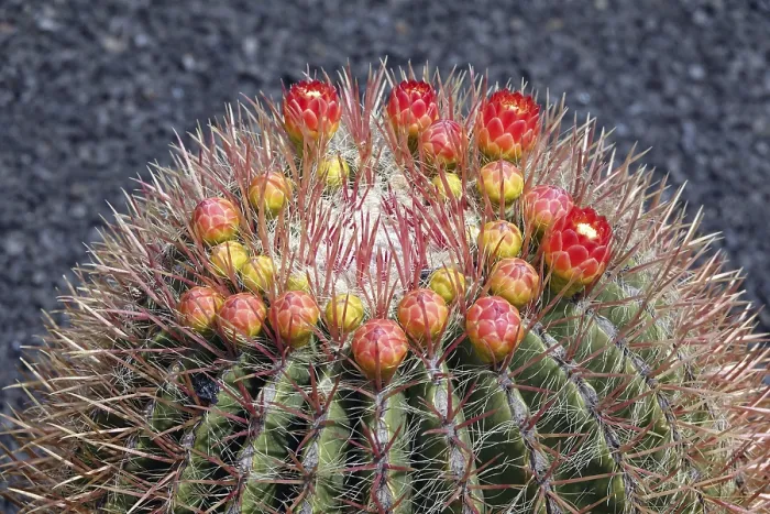 Stampa con cornice : Ferocactus histrix Stampa con cornice : Ferocactus histrix