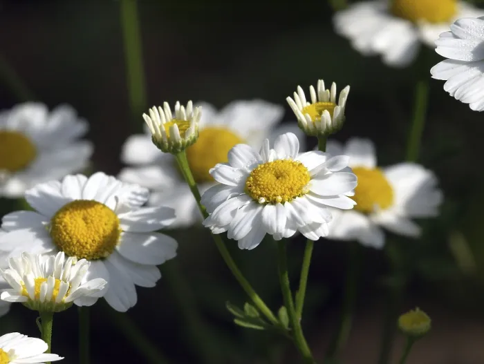 Stampa con cornice : Feverfew Stampa con cornice : Feverfew