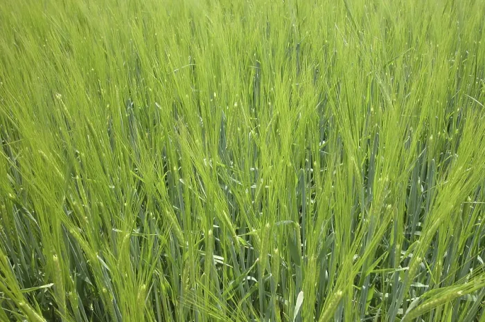 Stampa con cornice : Field Stampa con cornice : Field