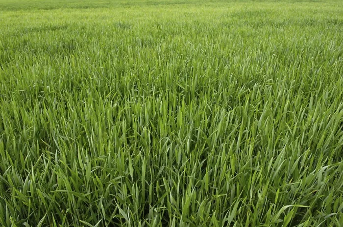 Stampa con cornice : Field Stampa con cornice : Field
