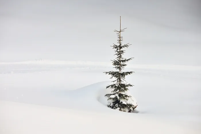 Stampa con cornice : Abete in inverno Stampa con cornice : Abete in inverno