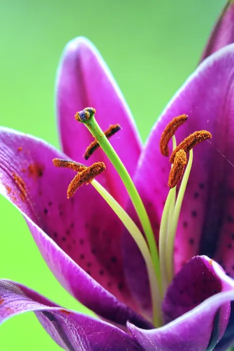 Stampa con cornice : Fiore di Fuoco Stampa con cornice : Fiore di Fuoco