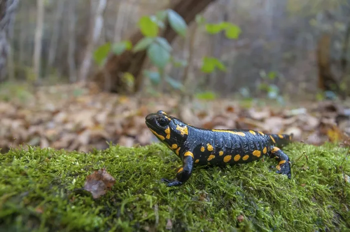Stampa con cornice : Salamandre di fuoco, salamandre di fuoco. Stampa con cornice : Salamandre di fuoco, salamandre di fuoco.