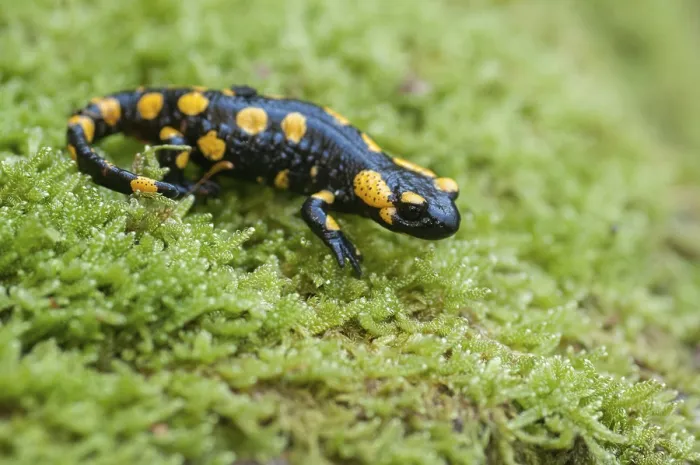 Stampa con cornice : Salamandre di fuoco, salamandre di fuoco.